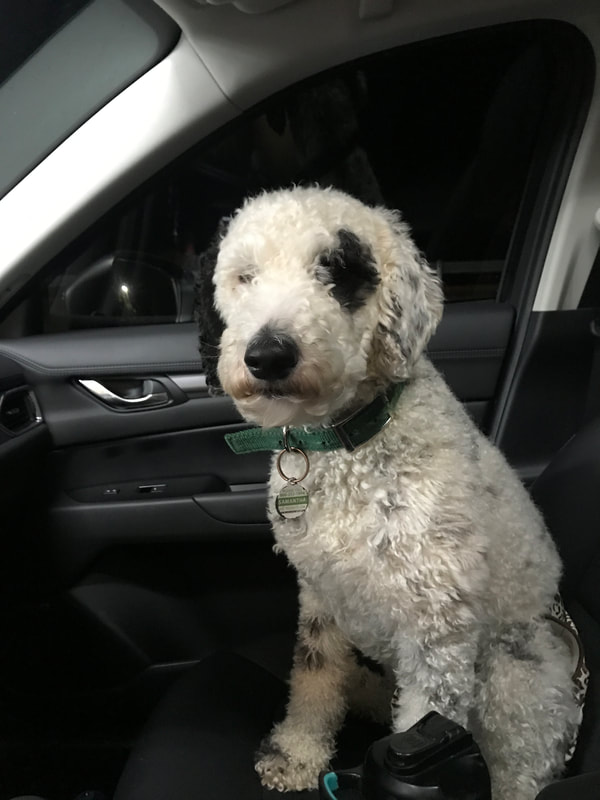 Goldendoodle wearing collar