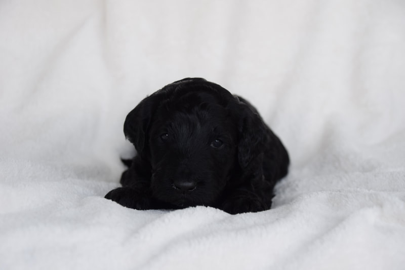 Black Goldendoodle puppy