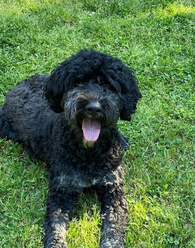 Black Goldendoodle laying on grass