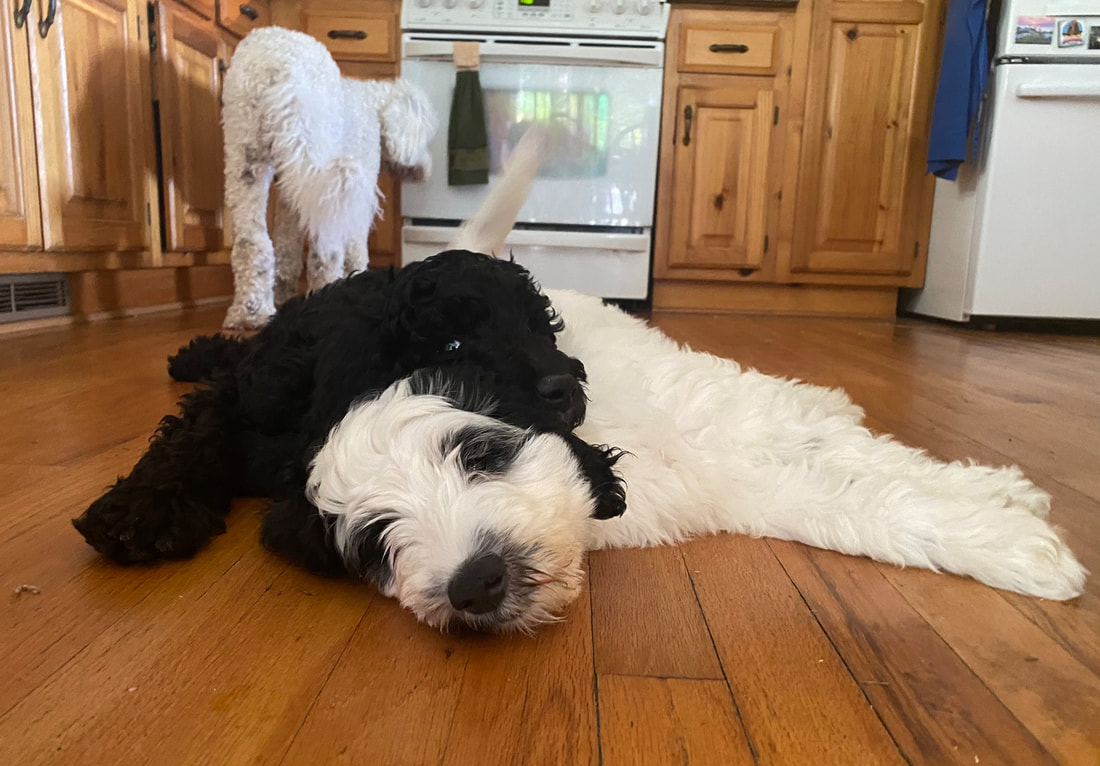 Black and White Goldendoodle puppies snuggling on wooden floor