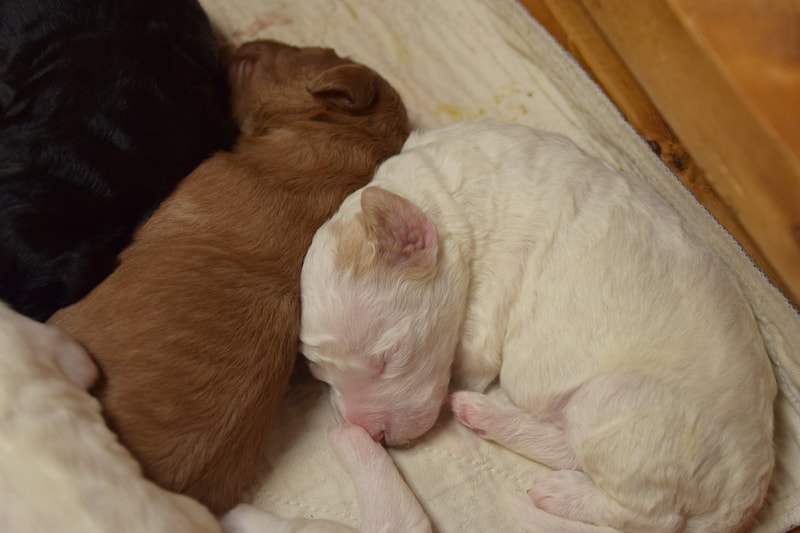 Sleeping puppies
