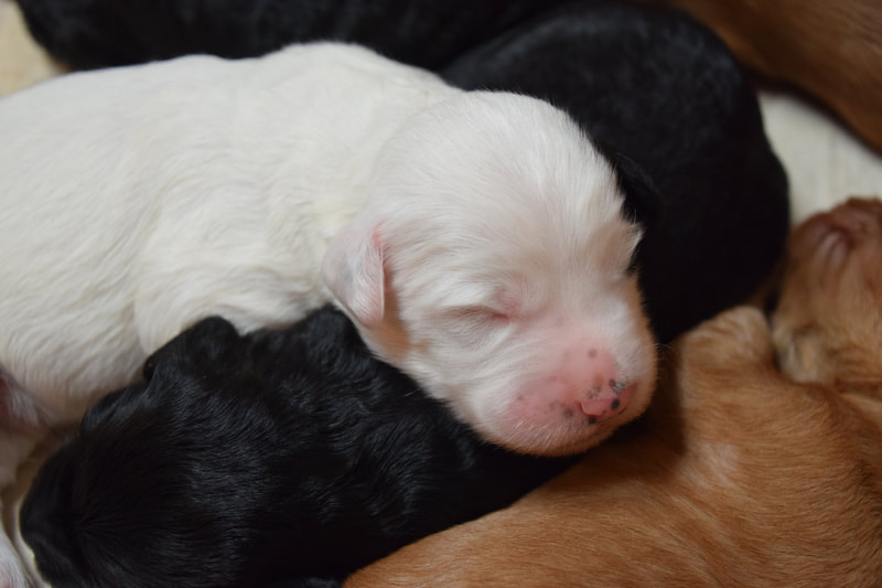 White puppy resting on black puppy
