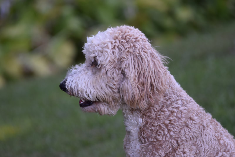 Goldendoodle on grass