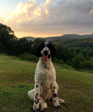 Parti Poodle sitting on grass with sunset behind
