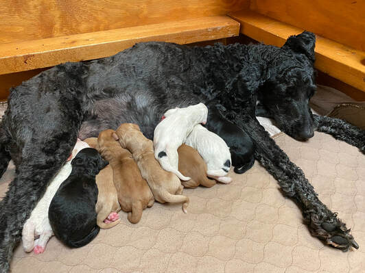 Goldendoodle mom with newborn litter
