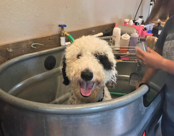 Parti Goldendoodle getting a bath
