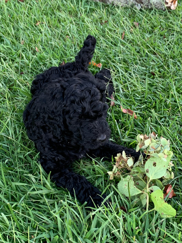 Black Goldendoodle laying in green grass