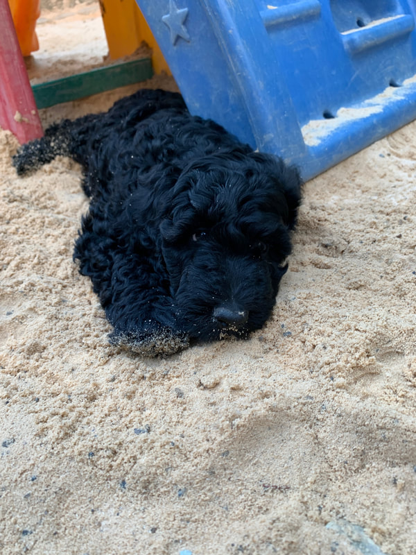 Black Goldendoodle laying on sand