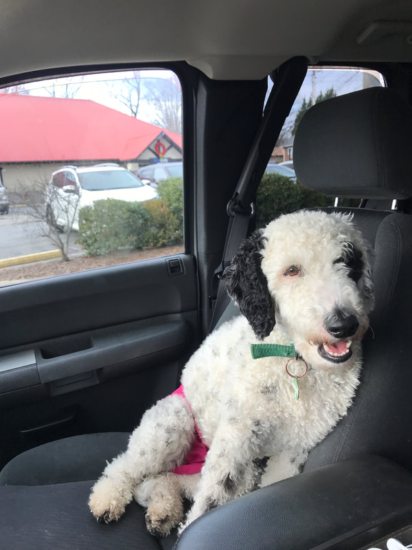 Goldendoodle going for ride
