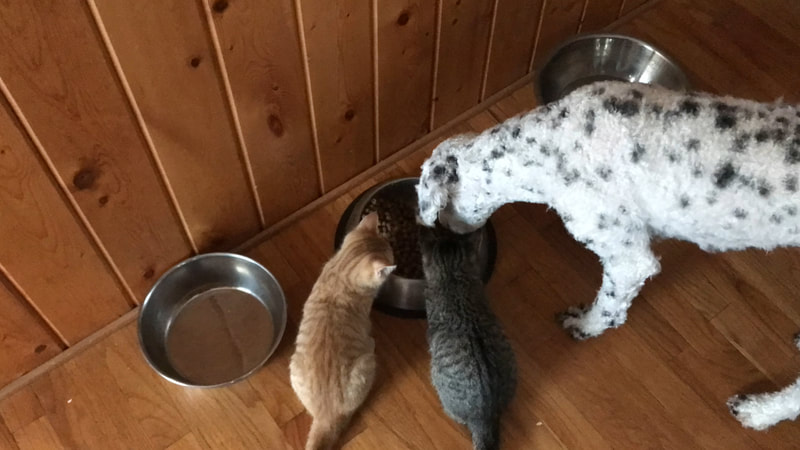 Goldendoodle and cats drinking water