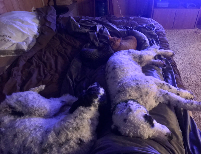 Dogs lying on bed