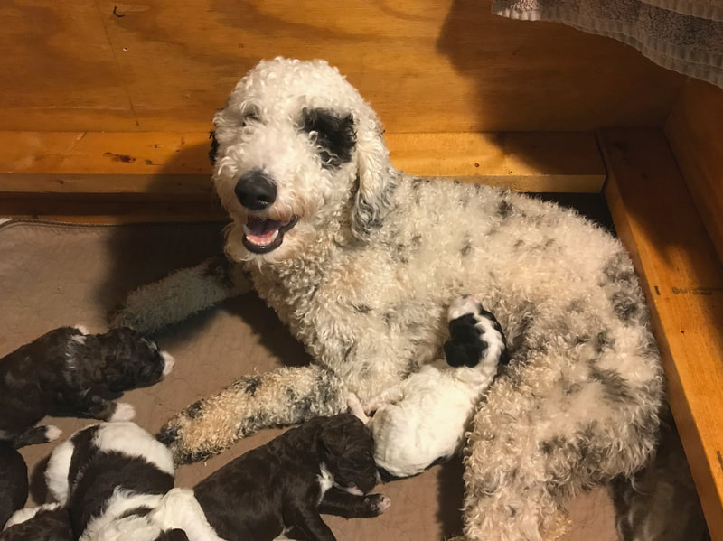 Goldendoodle mother and litter