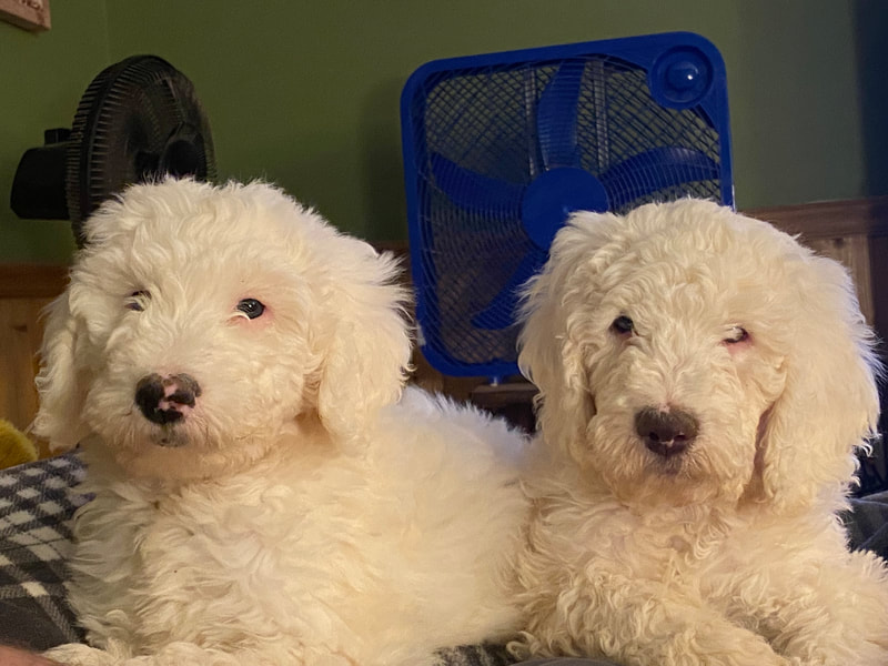 White Goldendoodle puppies