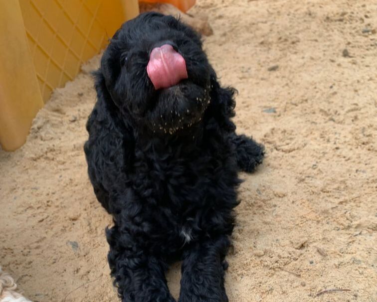 Black Goldendoodle on sand with tongue out